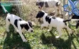 Great Dane-Mastiff puppies for sale
