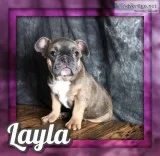 Layla Female AKC French Bulldog