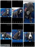 Pit Bull Puppies