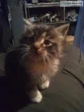 Kittens born September 28