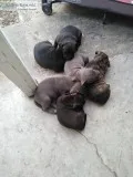 5 week old pitbull pups