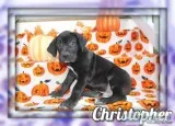 Christopher Male AKC Great Dane
