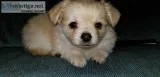 Chihuahua Puppies