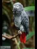 Africa grey parrots