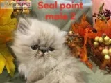 CFA registered Persian Himalayan kittens