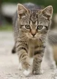 Free tiger striped female tabby