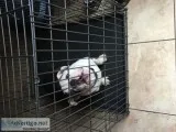 Bluish Rear color English Bulldog wpapers 8 months FOR SALE