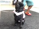 6month old female Frenchie Puppy avaialable