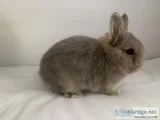 Netherland dwarf bunny