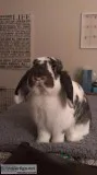 Holland Lop Bunny w Supplies
