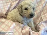 Standard Poodle Puppies
