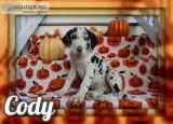 Cody Male AKC Great Dane