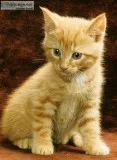 Free male orange tabby