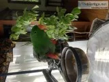 Eclectus hand tame looking for forever home