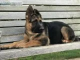AKC purebred german shepherd