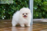Pomeranian Puppies
