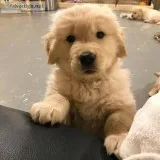 cute and lovely golden retriever puppies for adoption