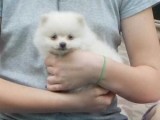 Cute Pomeranian Puppies for Re-homing
