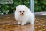 Pomeranian Puppy