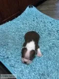 Boston terrier puppies