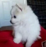Female Pomeranian Puppy