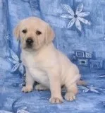 AND GOOD LOOKING LABRADOR RETRIEVER PUPPIES FOR RE-HOMING
