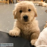 well trained golden retriever puppies