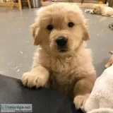 well trained golden retriever puppies