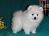 Awesome HavanesePomeranian Cross Puppies