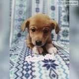 Sheltie heeler puppies
