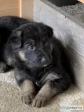 German Shepherd puppies