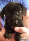Jackshund Puppies