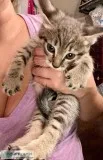 KITTENS - Males