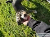 Ukc bully 8 weeks female