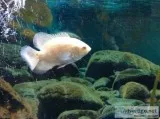 Oscar fish