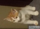Free 12 week old kittens