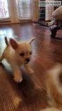 Puppies