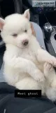 All white Siberian baby husky