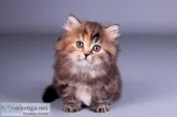 Maine Coon Cats for sale