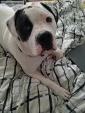 American Bulldog Puppy For Sale