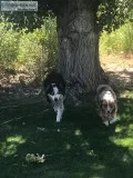 Australian Shepherd Puppies