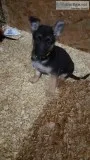 German Shepherd Puppies