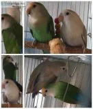 Lovebirds
