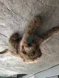 Miniature Golden Doodle