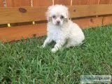 Toy Poodle Puppies Apricot