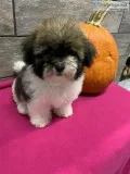 Havanese female 1350