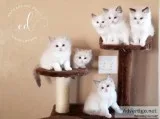 Ragdoll Kittens