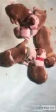 English bulldogs