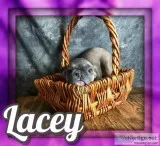 Coraline Female AKC French Bulldog