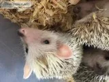 Sweet male hedgehog